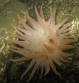   Swimming Anemone just chillin Salish SeaCanon G9 Nikonos 105  